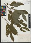 Foto von Salix appendiculata Vill.